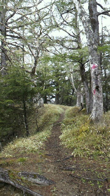 今の燕頭山頂の登山道様子です、ダケカンバやカラマツがやっと芽が伸びた。