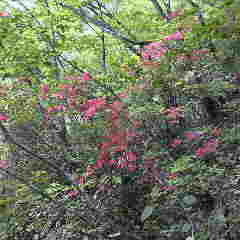 新緑の林のなかで自己主張するヤマツツジ。