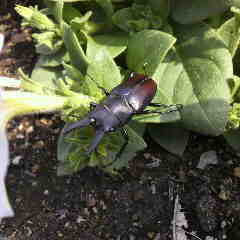今日は朝は鳳凰三山がみえていたが今は雲の中。エゾハルゼミが良く鳴いています。