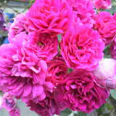 ツルバラ、花言葉、愛、を添えて。