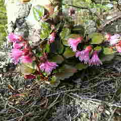 コイワカガミが咲いています。