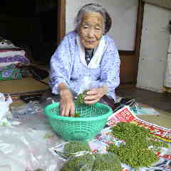 山椒の実を収穫しました。