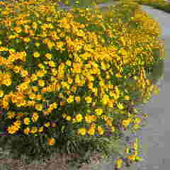 オオキンケイギク、特定外来生物に指定されています。