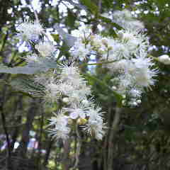 サワフタギの花、沢蓋木です。