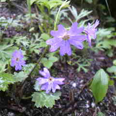 今朝は最高の良い天気です。クモイコザクラがまだ咲いている。