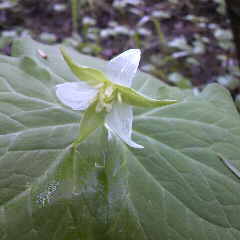 ミヤマエンレイソウも咲いている。
