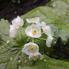 ニホンジカの食害に困っています。どうにか為らないものでしょうか。高山植物が食べられてしまいます。