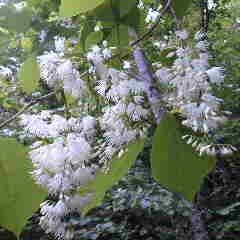 オオバアサガラの花