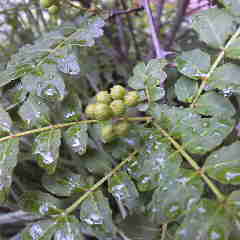 山椒の実、明日は良い天気なので山に取りに行こう。