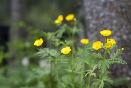 ミヤマキンポウゲ