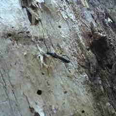 クロホソコバネカミキリ