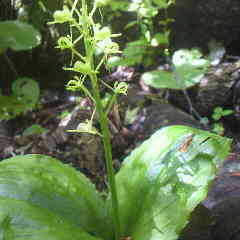 野生蘭、クモキリソウが咲いた。