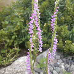 モジズリ、ネジバナとも言います。