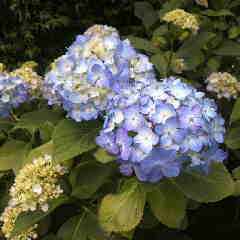 アジサイの花、この花は梅雨に似合う花です。