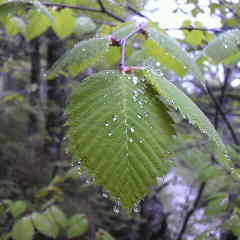 ウラジロカンバの若葉