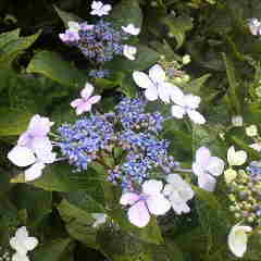 雨に咲く花、アジサイ