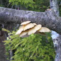 ウスヒラタケ、食べられる茸です。