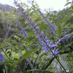 久しぶりに青空、クガイソウが咲いている。