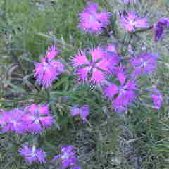 カワラナデシコ、少なくなってしまった。