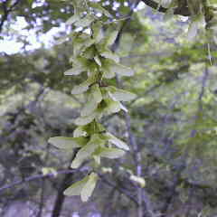 ウリハダカエデのプロペラ