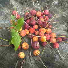 山の幸、ヤマボウシの実。