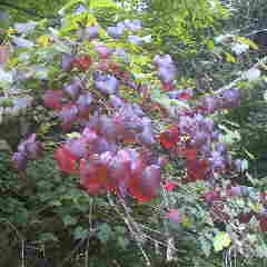 ギョウジャノミズ、ヤマブドウの仲間です。