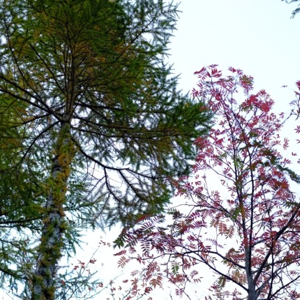 ナナカマドとカラマツ
