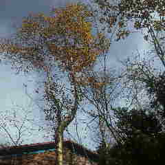 台風の動きが心配ですが、どうやら明日までは天気は良さそう一安心。