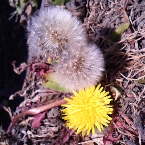 真冬でもタンポポが咲いている。