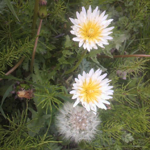 春に咲くシロバナタンポポ