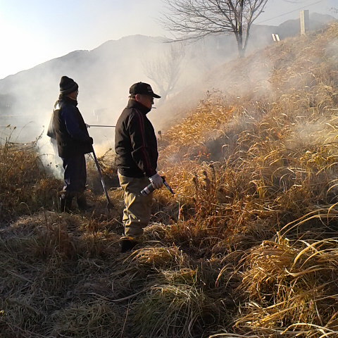 町内一斉の芝焼き