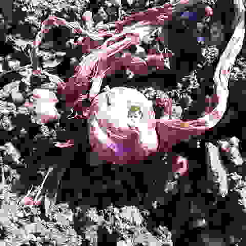 ふきのとうが顔を出していました。