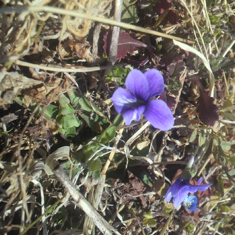 スミレが咲いていた。２月１９日の誕生花です。