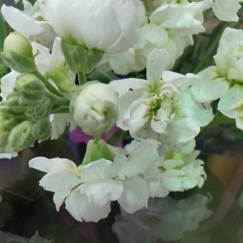 ストック２月２０日の誕生花です。今日も鳳凰三山は綺麗に見えています。