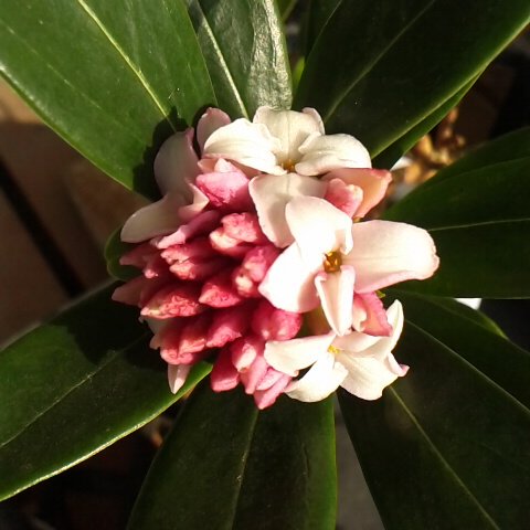 今日は富士山の日です。沈丁花、２月２３日の誕生花です。