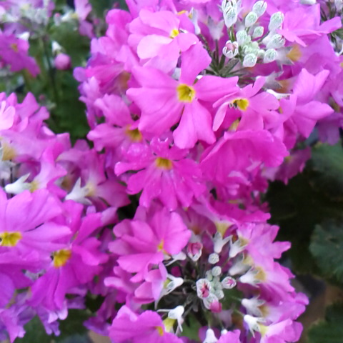 サクラソウ。ここ数日３月中旬並の気温です。