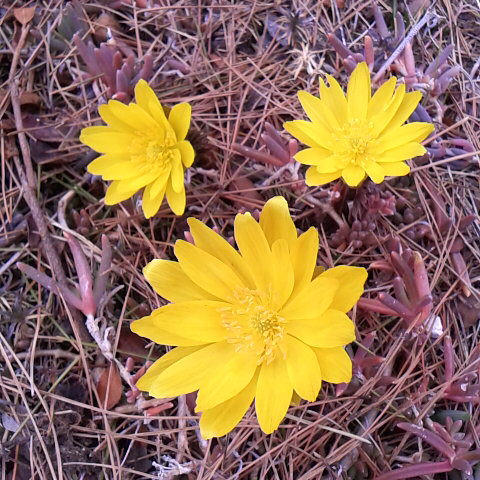 今日は曇天鳳凰三山は雲の中。２月２６日の誕生花、福寿草、1 週間前から咲き始めました。