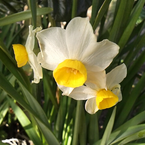 ３月１日の誕生花、ラッパスイセン。労働組合法施行記念日です。今日からアマゴやイワナの渓流釣りが解禁だが生憎の雨です。