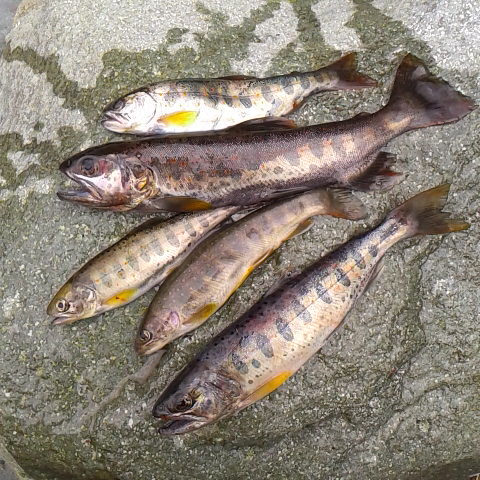 アマゴやイワナの渓流釣り。