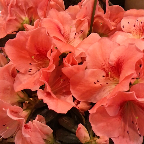 今朝は一センチ位雪が積もっています。アザレア、３月４日の誕生花。