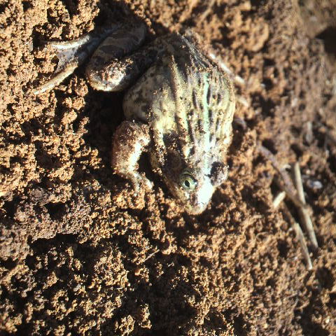 ３月６日、そろそろカエルなどが冬眠から覚めて土から出てくる日、啓蟄です。今朝の鳳凰三山は綺麗に見えています。八ヶ岳は頭が雲の中です。