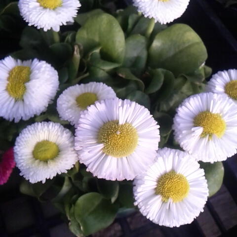 テージー、３月６日の誕生花です。今のところ鳳凰三山は綺麗に見えています。