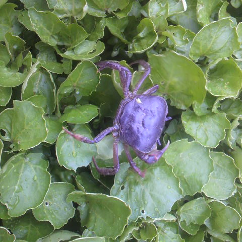 クレソン採りしてたら沢蟹もそろりそろりと、啓蟄ですね。