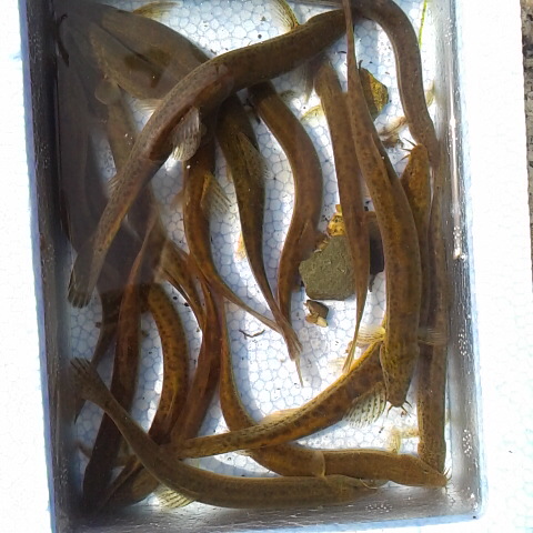 ドジョウとり、食べたいけれど暫くの間は遊ばせてもらい放流します。