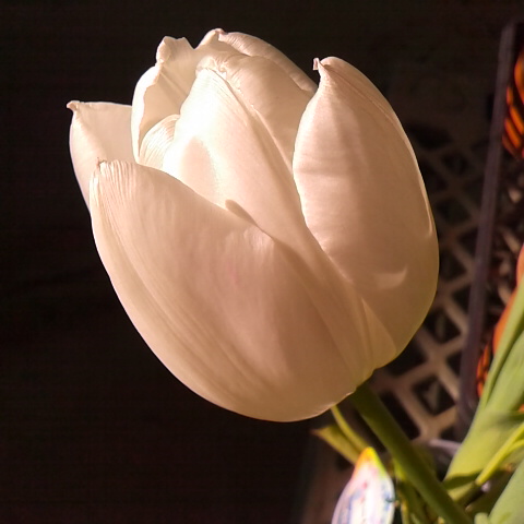 白いチューリップ。３月８日の誕生花です。