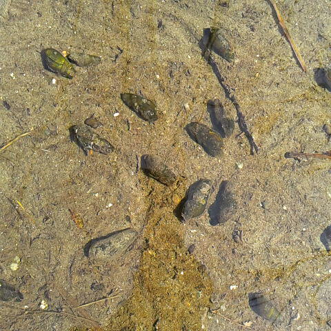 今日の甲府の気温１４、６℃。曇り空でした。カワニナが活動しだしました。カワニナの棲める場所を残したいものですね。