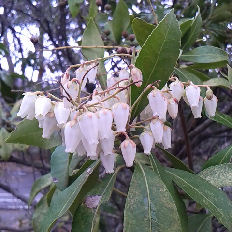 ここ数日すっきりしない天気です。鳳凰三山は今朝は見えていたが今は雲の中。八ヶ岳は見えません。
