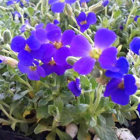 八ヶ岳、阿弥陀岳の遭難者。無事救助。よかった、嬉しいニースです。