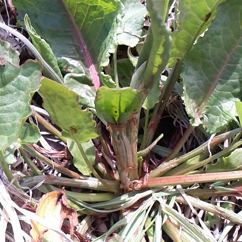 ギシギシ、今が食べ頃です。