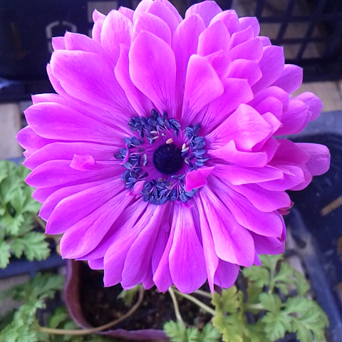 今日の誕生花の一つアネモネ。先程まで晴れていたのが雪が降ったきた。東京大空襲から今日は７０年。